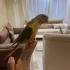 كنيور اناناس