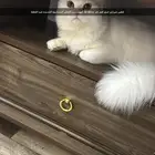 قطين شرازي لونهم ابيض لتبني