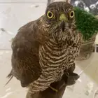 باز اسبرو شيهان