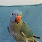 ببغاء الدره   ما شاء الله تبارك الله