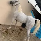 للبيع حصان اصفر واهو مصري حفيد انستا حجازي