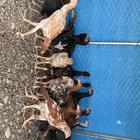 فروخ سندي بيور