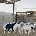 خرفان نجد