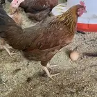 دجاج عربي