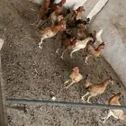 دجاج للبيع