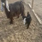 عنز عارضيه بولدها