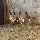 ديك و دجاج شامو يباني للبيع