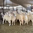 طليان حريه طيبه انتاج المراح