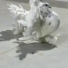 حمام رقاص هندي