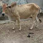 بقر للبيع