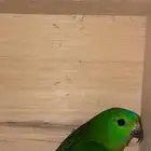 انثى ميني لوري نادره ومميزه