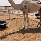 خفوت شقحاء
