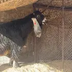فحل عارضي