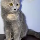 قط سكوتش فولد للبيع