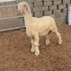 نجدي
