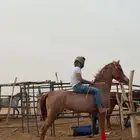 مهر شعبي للبيع