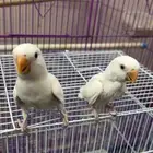 فروخ روز اللبينو عيون حمر