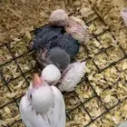 فروخ البينو