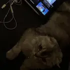 قطة سكوتش فولد