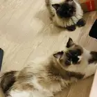 قطط