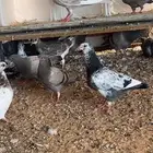زغليل حمام سوبر جنبو