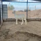 خروف
