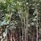 اشجار زينة .أشجار ظل . بنسيانا . لسان العصفور .أكاسيا .لبخ