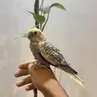 كروان هدد نشبه
