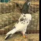 طبات تيادي
