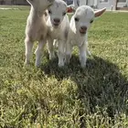 ماعز قزم معرف