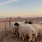 ذبايح تمارا وتابي (بريدة)