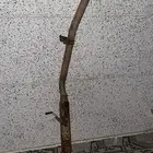 ماصوره كراش قويه وعندي له مقطع السوم واصل 300