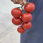طماطم