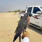 جليميه فرخ للبيع