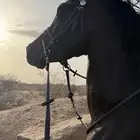 حصان أدهم شيخ