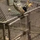 ديك سبرايت نحاسي