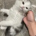 قطط