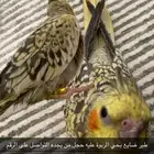 طير ضايع حي الربوة