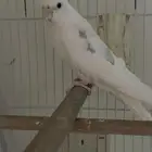 زوج هفي بايد مكتف كريمي