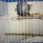 عصفور روز هدد خارجي داخلي