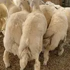 طليان حري فل شحم ولحم اضاحي حي الحمدانيه