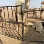 لقحه رمانيه كفووو ام ثالث ولقحه على باتلي منتج
