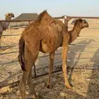 بكره مفروده تم البيع