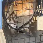 قط مبتوره يده يحتاج الى عنايه  ذكر سنتين ماقدر اكثر