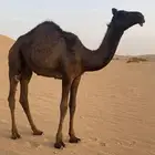 بكره للبيع