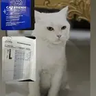 قطه شيرازيه انثى عمرها 4 شهور للبيع التواصل خاص