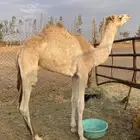 قعود للبيع القعود تفاحيمه طيبه بس فيه فضض