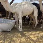 قعود مفرود
