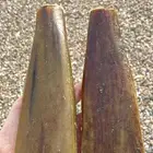 جنبيه قرن