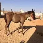 مهر واهو للبيع والتسجيل على الشاري